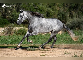 Andalusiër, Hengst, 5 Jaar, 167 cm, Schimmel
