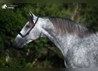 Andalusiër, Hengst, 5 Jaar, 167 cm, Schimmel