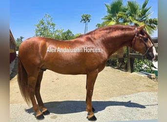 Andalusiër, Hengst, 5 Jaar, 167 cm, Vos