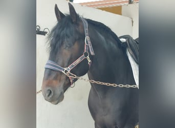 Andalusiër, Hengst, 5 Jaar, 168 cm, Zwart