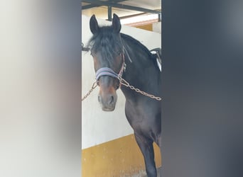 Andalusiër, Hengst, 5 Jaar, 168 cm, Zwart