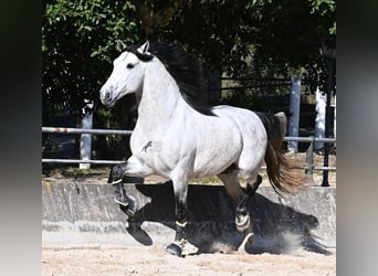 Andalusiër, Hengst, 5 Jaar, 169 cm, Schimmel