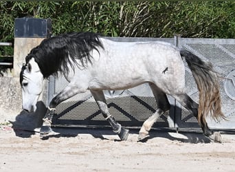 Andalusiër, Hengst, 5 Jaar, 169 cm, Schimmel