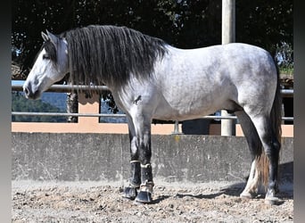Andalusiër, Hengst, 5 Jaar, 169 cm, Schimmel