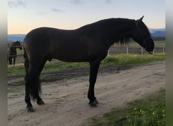 Andalusiër, Hengst, 5 Jaar, 169 cm, Zwart