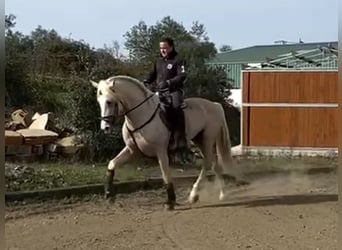 Andalusiër, Hengst, 5 Jaar, 170 cm, Palomino