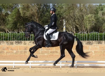 Andalusiër, Hengst, 5 Jaar, 170 cm, Zwart