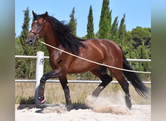 Andalusier, Hengst, 5 Jahre, 179 cm, Brauner