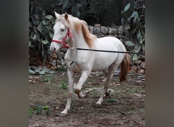 Andalusier, Hengst, 5 Jahre, 153 cm, Perlino