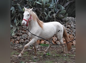 Andalusier, Hengst, 5 Jahre, 153 cm, Perlino