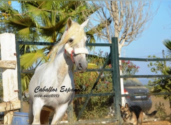 Andalusier, Hengst, 5 Jahre, 156 cm, Schimmel