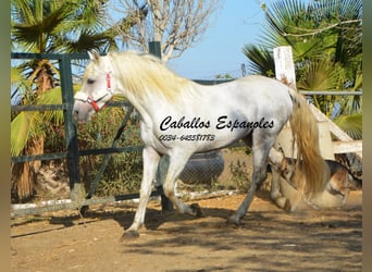 Andalusier, Hengst, 5 Jahre, 156 cm, Schimmel