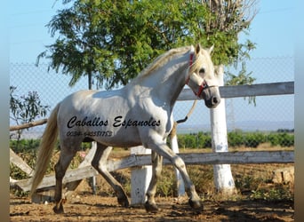 Andalusier, Hengst, 5 Jahre, 156 cm, Schimmel