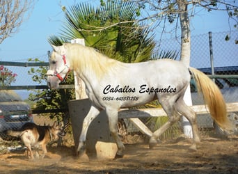 Andalusier, Hengst, 5 Jahre, 156 cm, Schimmel