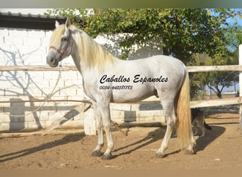 Andalusier, Hengst, 5 Jahre, 156 cm, Schimmel