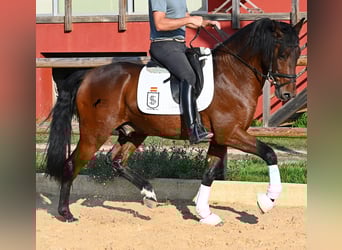 Andalusier, Hengst, 5 Jahre, 157 cm, Brauner