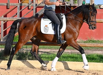 Andalusier, Hengst, 5 Jahre, 157 cm, Brauner