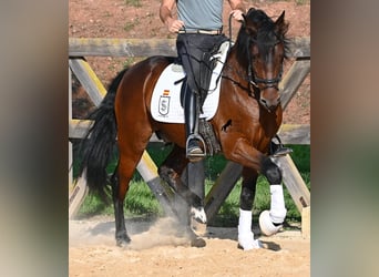 Andalusier, Hengst, 5 Jahre, 157 cm, Brauner
