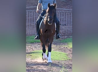 Andalusier, Hengst, 5 Jahre, 157 cm, Brauner