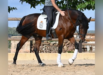 Andalusier, Hengst, 5 Jahre, 157 cm, Brauner