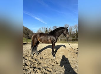Andalusier, Hengst, 5 Jahre, 157 cm, Falbe