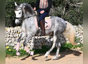 Andalusier, Hengst, 5 Jahre, 157 cm, Schimmel