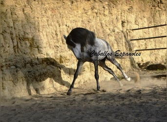 Andalusier, Hengst, 5 Jahre, 157 cm, Schwarzbrauner