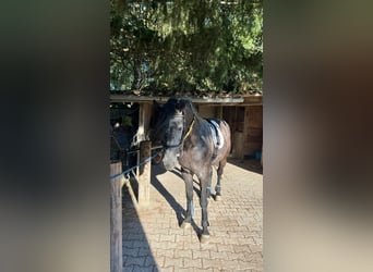 Andalusier Mix, Hengst, 5 Jahre, 158 cm, Apfelschimmel