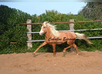 Andalusier, Hengst, 5 Jahre, 158 cm, Palomino