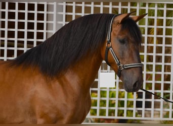 Andalusier Mix, Hengst, 5 Jahre, 158 cm, Rotbrauner