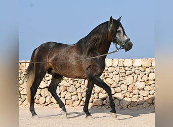 Andalusier, Hengst, 5 Jahre, 158 cm, Schimmel