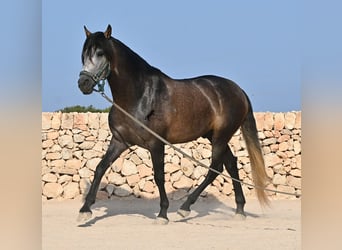 Andalusier, Hengst, 5 Jahre, 158 cm, Schimmel