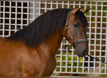 Andalusier, Hengst, 5 Jahre, 160 cm, Brauner