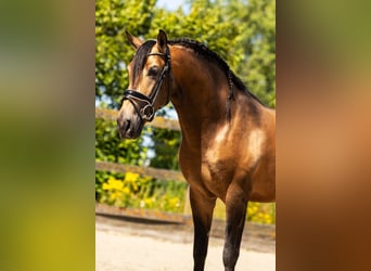 Andalusier Mix, Hengst, 5 Jahre, 160 cm, Falbe