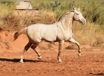 Andalusier, Hengst, 5 Jahre, 160 cm, Pearl
