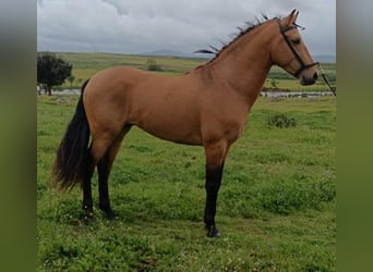 Andalusier, Hengst, 5 Jahre, 160 cm, Rotbrauner