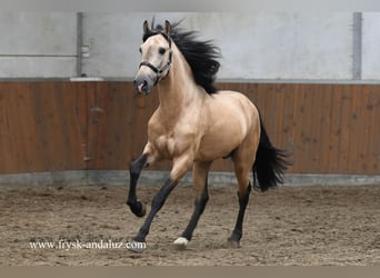 Andalusier Mix, Hengst, 5 Jahre, 163 cm, Buckskin
