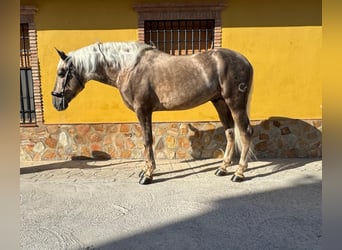 Andalusier, Hengst, 5 Jahre, 163 cm, Palomino
