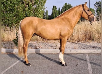 Andalusier, Hengst, 5 Jahre, 163 cm, Palomino