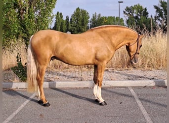 Andalusier, Hengst, 5 Jahre, 163 cm, Palomino