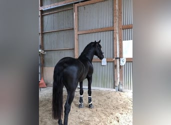 Andalusier, Hengst, 5 Jahre, 163 cm, Rappe