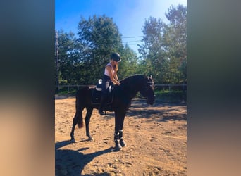 Andalusier, Hengst, 5 Jahre, 163 cm, Rappe
