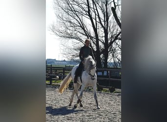 Andalusier, Hengst, 5 Jahre, 165 cm, Apfelschimmel