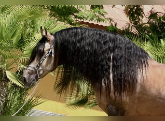 Andalusier, Hengst, 5 Jahre, 165 cm, Falbe