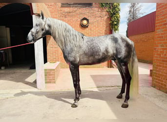 Andalusier, Hengst, 5 Jahre, 165 cm, Schimmel