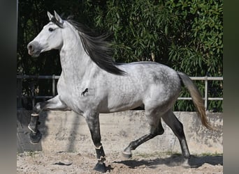 Andalusier, Hengst, 5 Jahre, 167 cm, Schimmel
