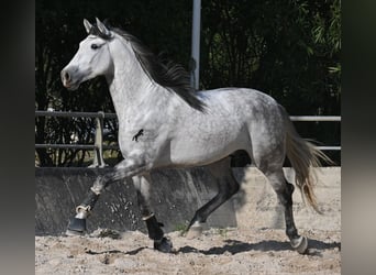 Andalusier, Hengst, 5 Jahre, 167 cm, Schimmel