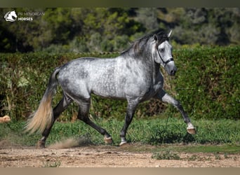 Andalusier, Hengst, 5 Jahre, 167 cm, Schimmel