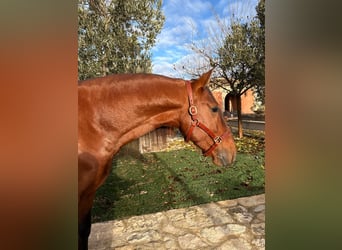 Andalusier, Hengst, 5 Jahre, 168 cm, Brauner