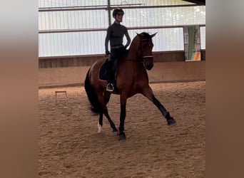 Andalusier, Hengst, 5 Jahre, 168 cm, Brauner